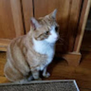 Meet your Posher, Renee